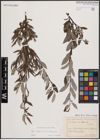 Foto von Salix daphnoides Vill. x Salix eleagnos Scop.